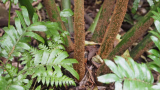 残りわずか】 だい☆リュウビンタイモドキ② Maratia attenuata 小苗